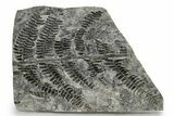 Carboniferous Fossil Fern (Callipteridium) Frond Plate - France #338621-1